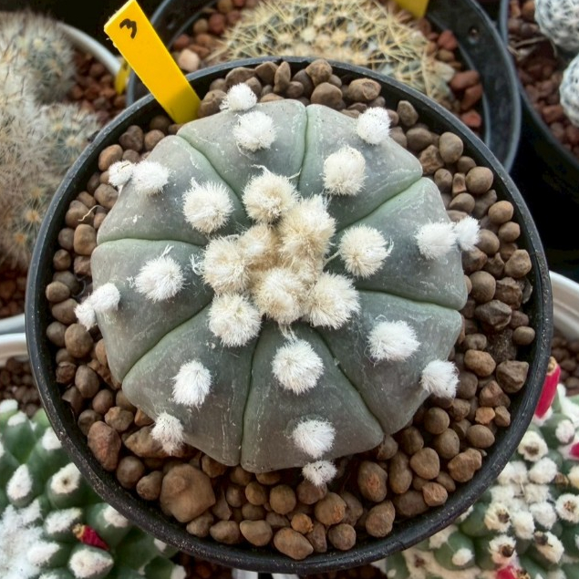 แอสโตรไฟตัม โออิโบะ  Aastrophytum ooibo ไม้เมล็ด กระถาง 3 4  นิ้ว ราคา ถูกที่สุด ดีลบีเคเค แกลเลอรีภาพที่ 3