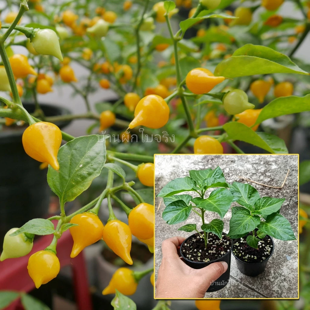 Biquinho Pepper ต้นกล้าพริกไบควินโฮ ในกระถาง3นิ้ว