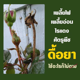 Rosy [รีฟิลฉลากแดง 1000 ML 6 แกลอน] กำจัดเพลี้ยไฟดื้อยๅ สำหรับกุหลาบ ไม่กลับมาระบาดซ้ำ ไม่ทำให้ใบไหม้ ไม่ดื้อยๅ