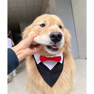 สูทหมา สูทแมว Dog Tuxedo เสื้อกั๊ก แขนกุด ติดโบว์ ผ้าหรู ลุคคุณชาย ชุดออกงาน งานแต่ง วันเกิด หมาเล็ก แมวใส่ได้
