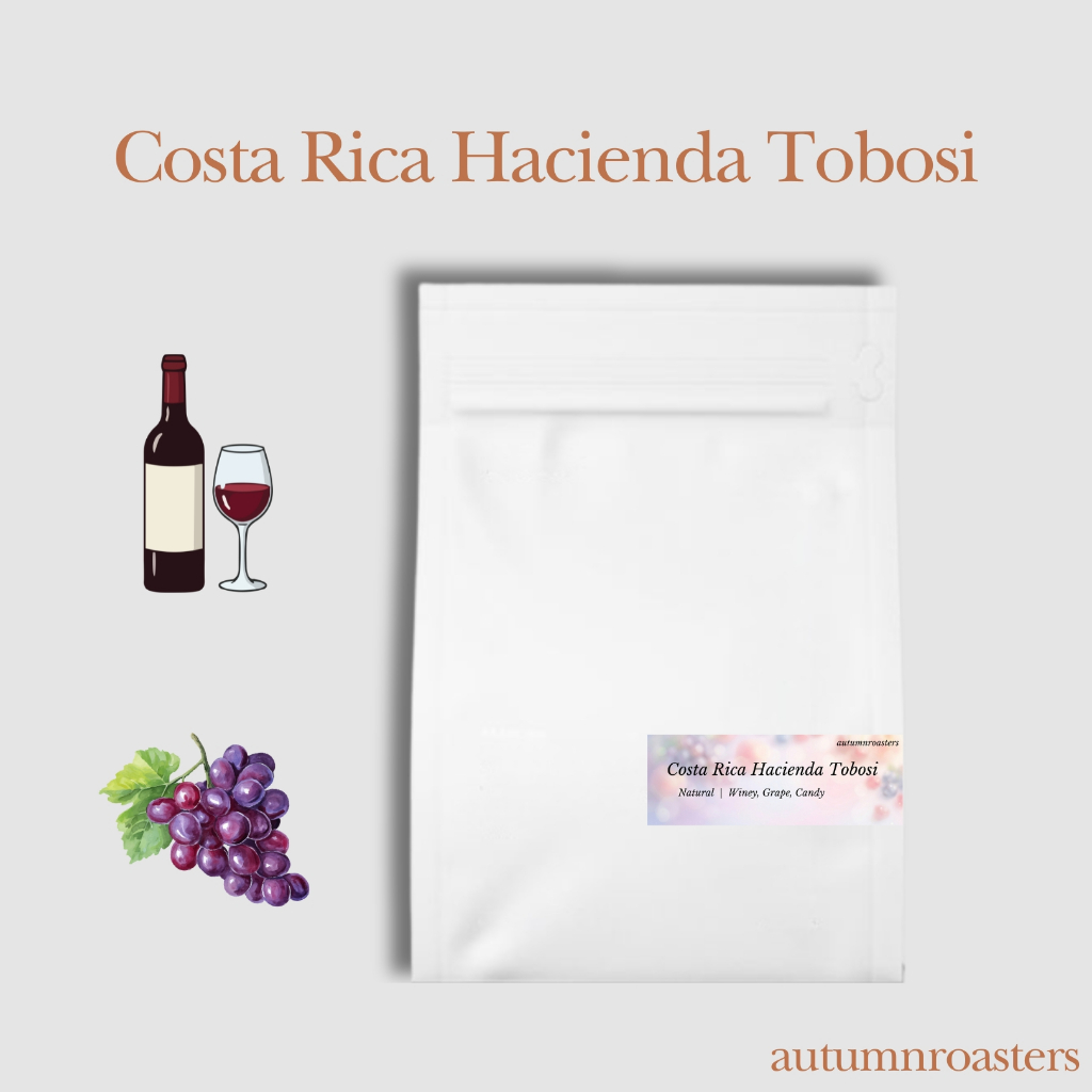 เมล็ดกาแฟ Costa Rica Hacienda Tobosi  |  Filter