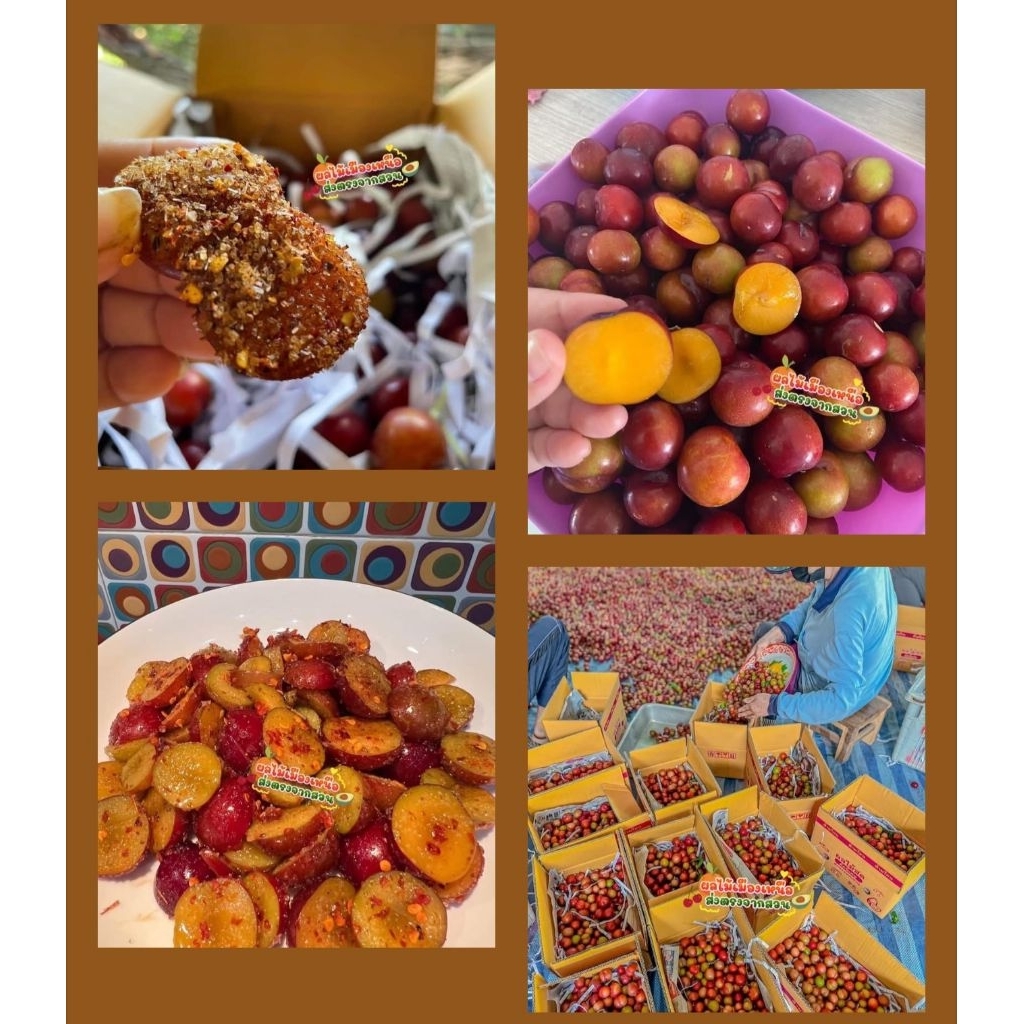 🔥3โลส่งฟรี‼️เชอรี่ดอย 🍒   (แถมฟรีพริกเกลือ) อร่อยมากๆค่ะ ส่งตรงจากสวน #ถูกมาก