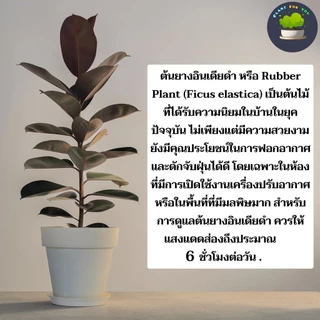 🌳ต้นยางอินเดียดำ (ต้นใหญ่)Rubber Plantต้นไม้ฟอกอากาศ ต้นสูง65-80ซม.พร้อมกระถางครบชุดพร้อมปลูก