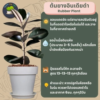 🌳ต้นยางอินเดียดำ (ต้นใหญ่)Rubber Plantต้นไม้ฟอกอากาศ ต้นสูง65-80ซม.พร้อมกระถางครบชุดพร้อมปลูก