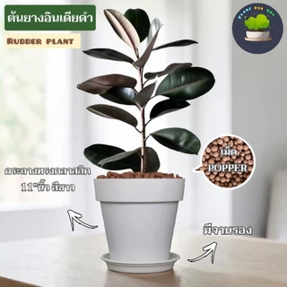 🌳ต้นยางอินเดียดำ (ต้นใหญ่)Rubber Plantต้นไม้ฟอกอากาศ ต้นสูง65-80ซม.พร้อมกระถางครบชุดพร้อมปลูก