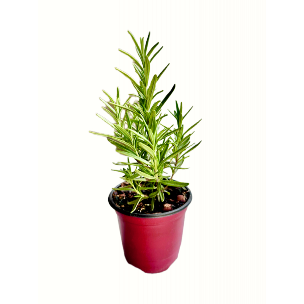 ต้นโรสแมรี ออร์แกนิค Organic Rosemary รูปที่ 4