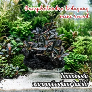 Bucephalandra kedagang mini round ใบบกเลี้ยงชื้นได้ ลงน้ำได้