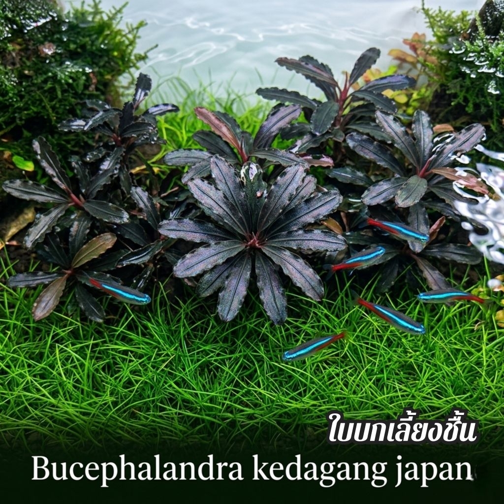 bucephalandra kedagang japan ใบบก เลี้ยงชื้นได้ลงน้ำได้