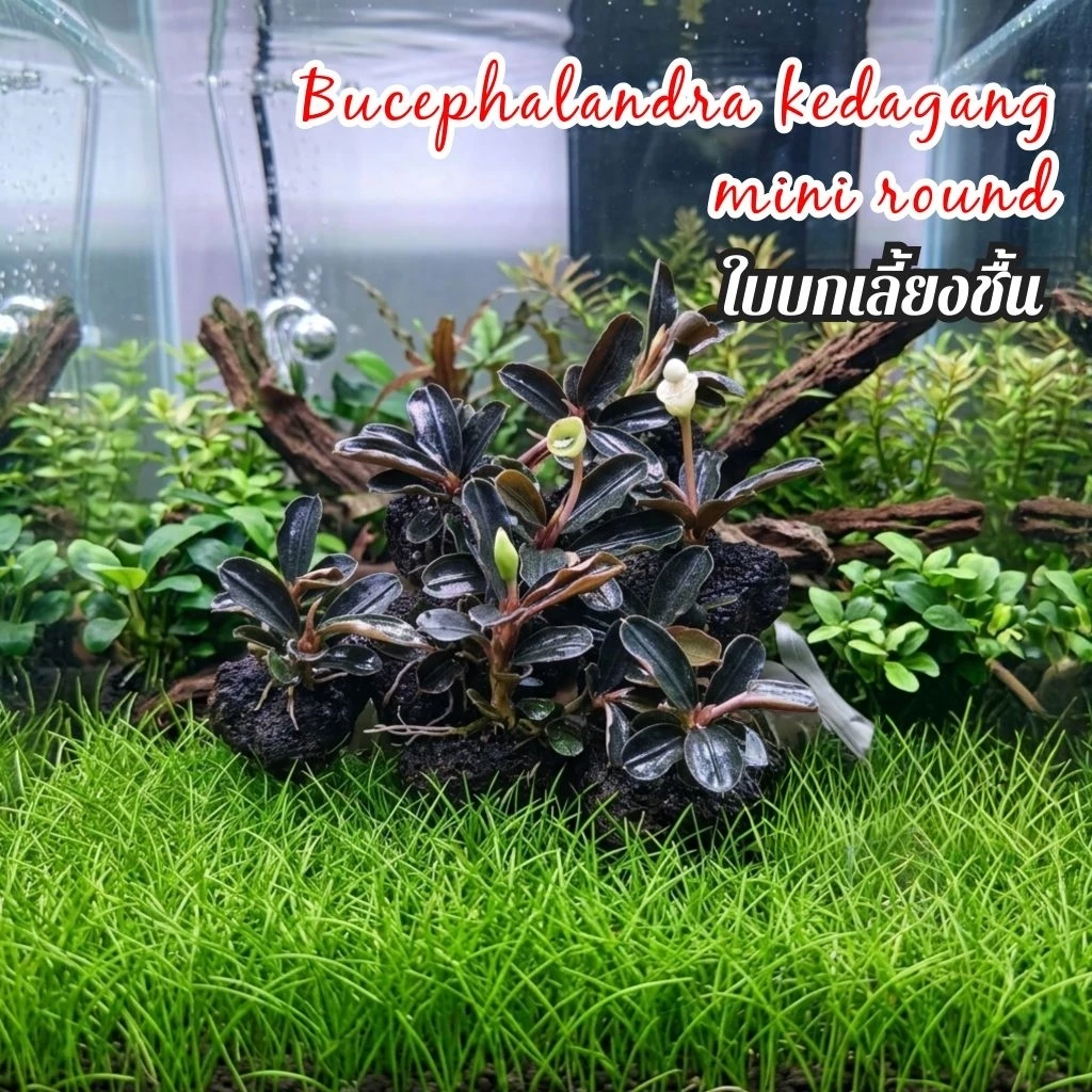 Bucephalandra kedagang mini round ใบบกเลี้ยงชื้นได้ ลงน้ำได้