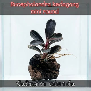 Bucephalandra kedagang mini round ใบบกเลี้ยงชื้นได้ ลงน้ำได้