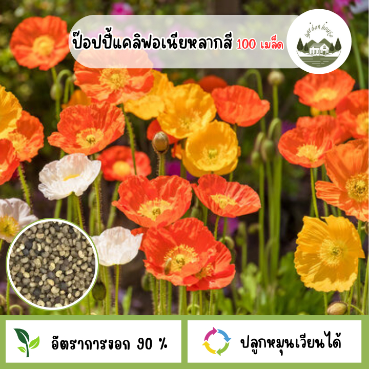 ป๊อปปี้แคลิฟอเนียหลากสี 100 เมล็ด