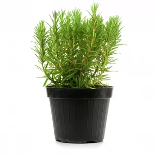 เมล็ดโรสแมรี่ (Rosemary Seeds) 20 เมล็ด | สมุนไพรฝรั่ง กลิ่นหอม ปลูกง่าย | เมล็ดสมุนไพรสวนครัว