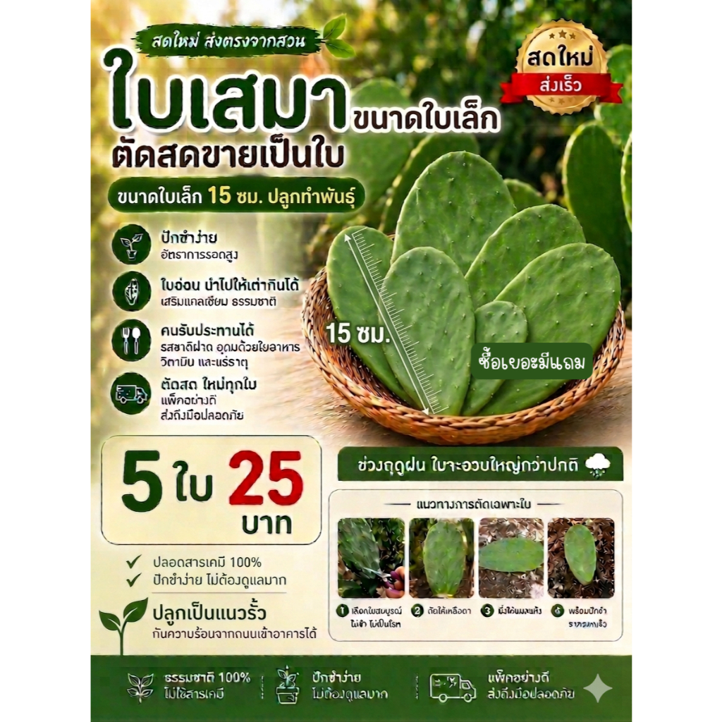 ใบเสมาเล็กขนาด 15ซม.+(อวบๆเน้นทำพันธุ์)ชุด5ใบ