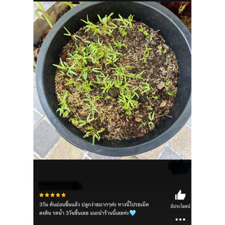 เมล็ดพันธุ์ ผักบุ้งแก้ว 20 กรัม 🪴{ซื้อ 10แถม2 คละได้}เมล็ดใหม่สมบูรณ์ อัตราความงอกสูง
