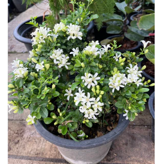 แก้วแคระ แก้วแคระพวงมณี ดอกหอมมาก ต้นกระทัดรัด Dwarf Murraya, Orange Jasmine