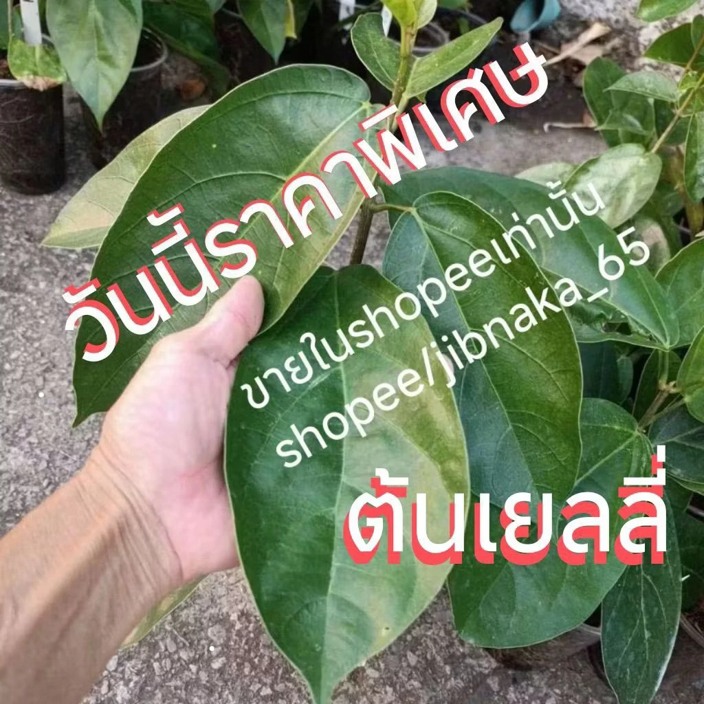 ต้นเยลลี่ ต้นทรงพุ่ม ใบใหญ่ๆ เลือกต้นได้เลยครับ (1ส.ค.2569) พร้อมส่ง