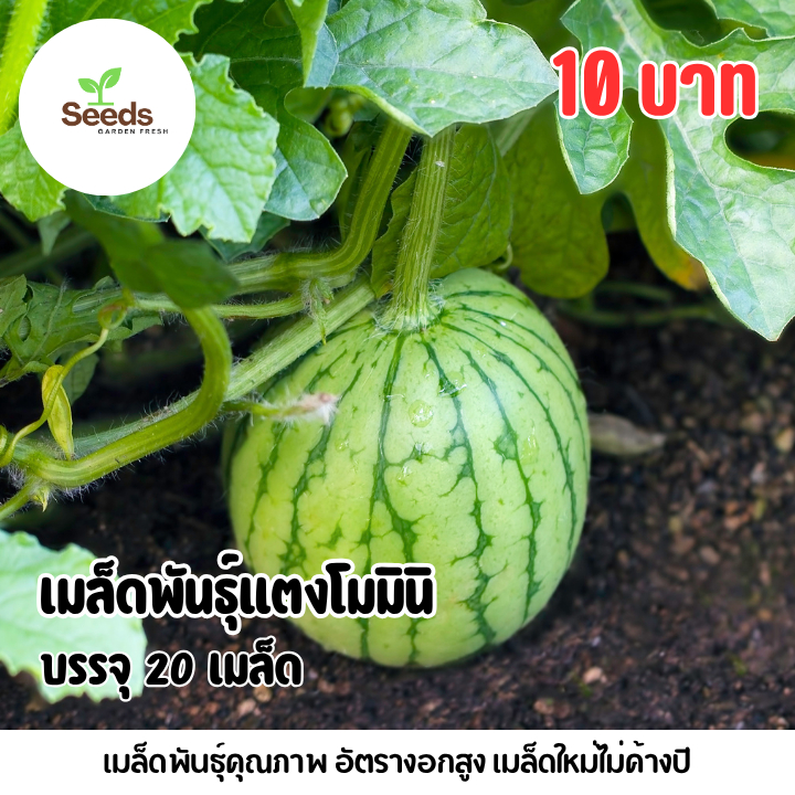 เมล็ดพันธุ์แตงโมมินิ บรรจุ 20 เมล็ด