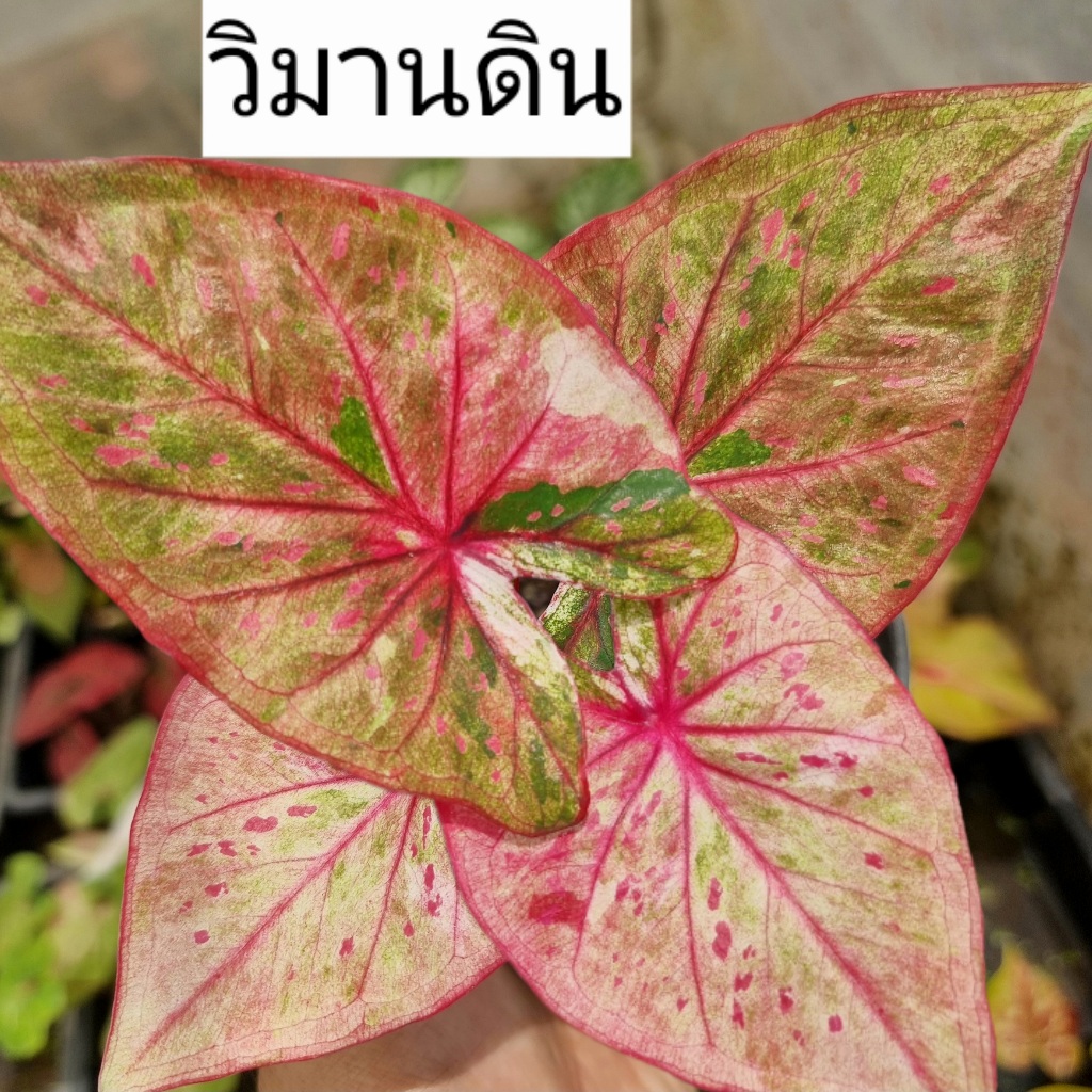 บอนสี วิมานดิน ส่งทั้งกระถาง 4 นิ้ว ขนาดตามรูปที่ 2-8 แชทเลือกต้นได้ค่ะ ไม้ฟอกอากาศ ไม้มงคล ไม้ประดับ ไม้สวยงาม