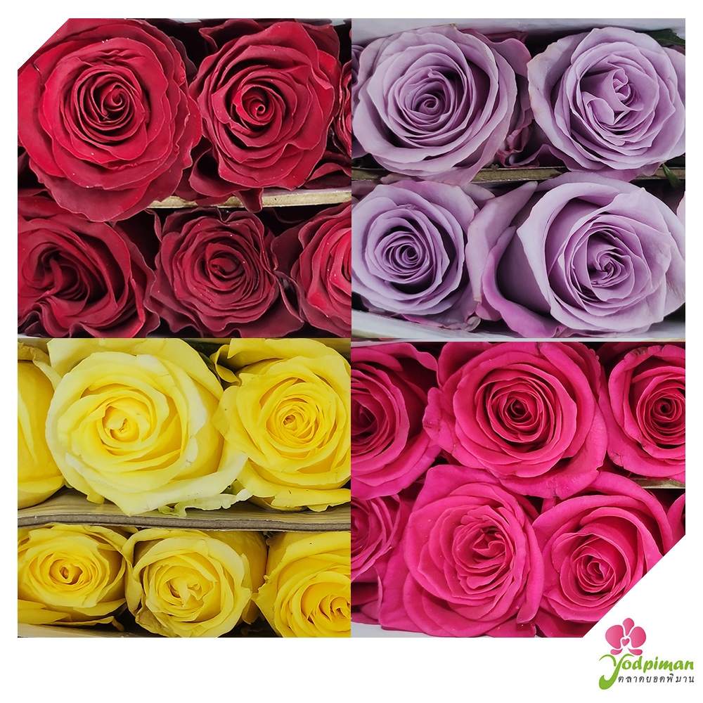 กุหลาบ กุหลาบจีน กุหลาบสด 10 ดอก หลายสีให้เลือก ส่งด่วน กทม.211