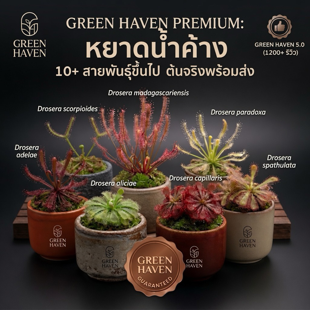 หยาดน้ำค้าง รวมฮิต 10+ สายพันธุ์ ต้นจริงพร้อมส่ง!! Drosera Sundew