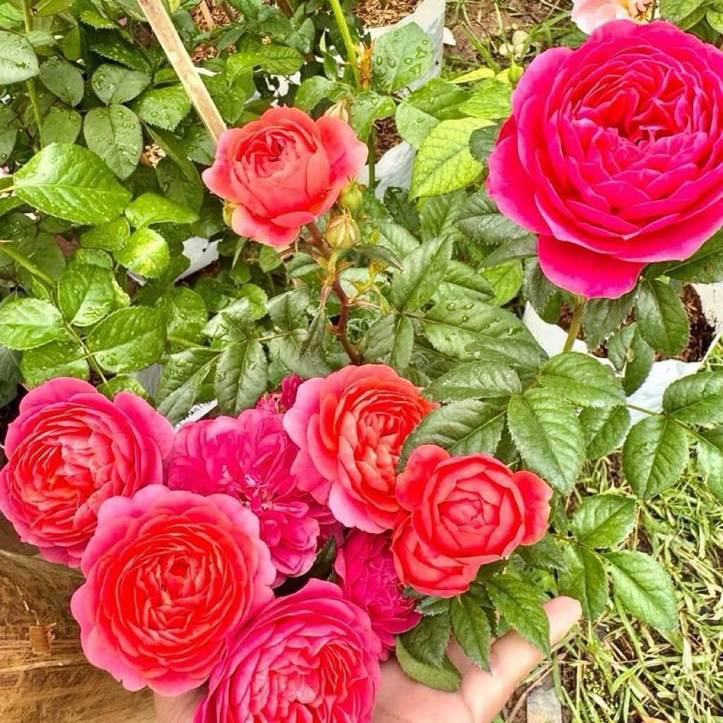 กุหลาบสายพันธุ์จุ้ยซี่ เทเรซ่า สีแดง (Red juicy terrazza) ไม้พุ่มเตี้ย ดอกดก เป็นช่อพวง ออกดอกเก่ง