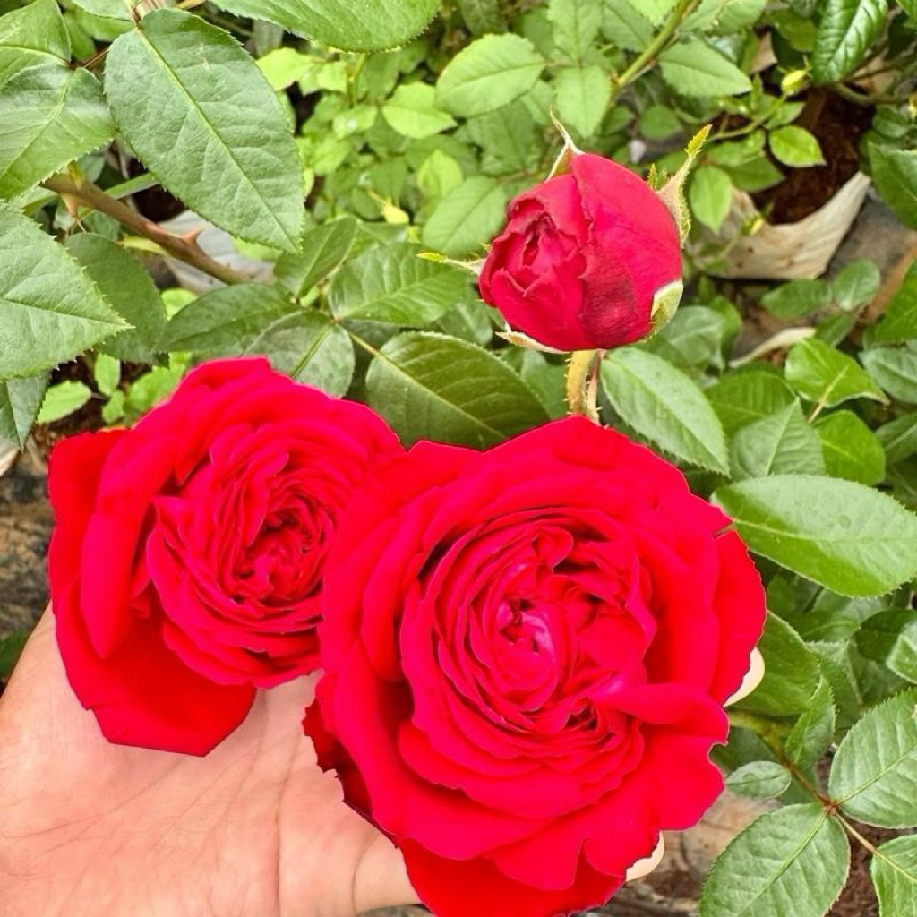 กุหลายสายพันธุ์แมรี่ ลู (Mary lou) สีแดงสด ดอกใหญ่บานทน กลิ่นหอมอ่อน เลี้ยงง่าย ทนร้อนดี