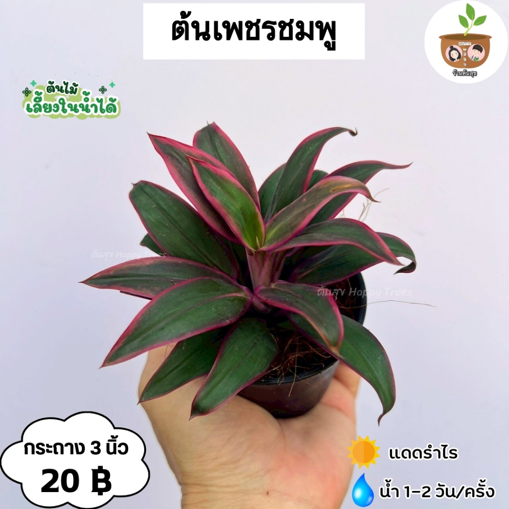 ต้นเพชรชมพู จัดส่ง 2 ต้นขึ้นไป คละแบบได้ ต้นไม้มงคลจิ๋ว