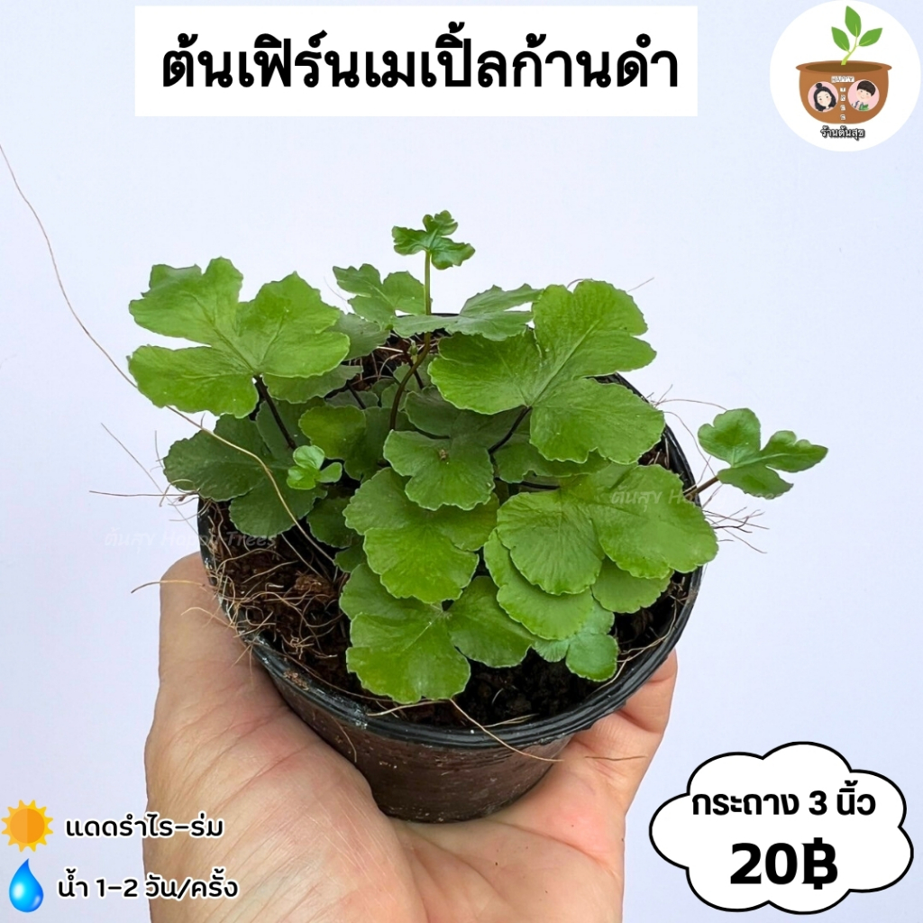 ต้นเฟิร์นเมเปิ้ลก้านดำ จัดส่ง 2 ต้นขึ้นไปคละแบบไหนก็ได้