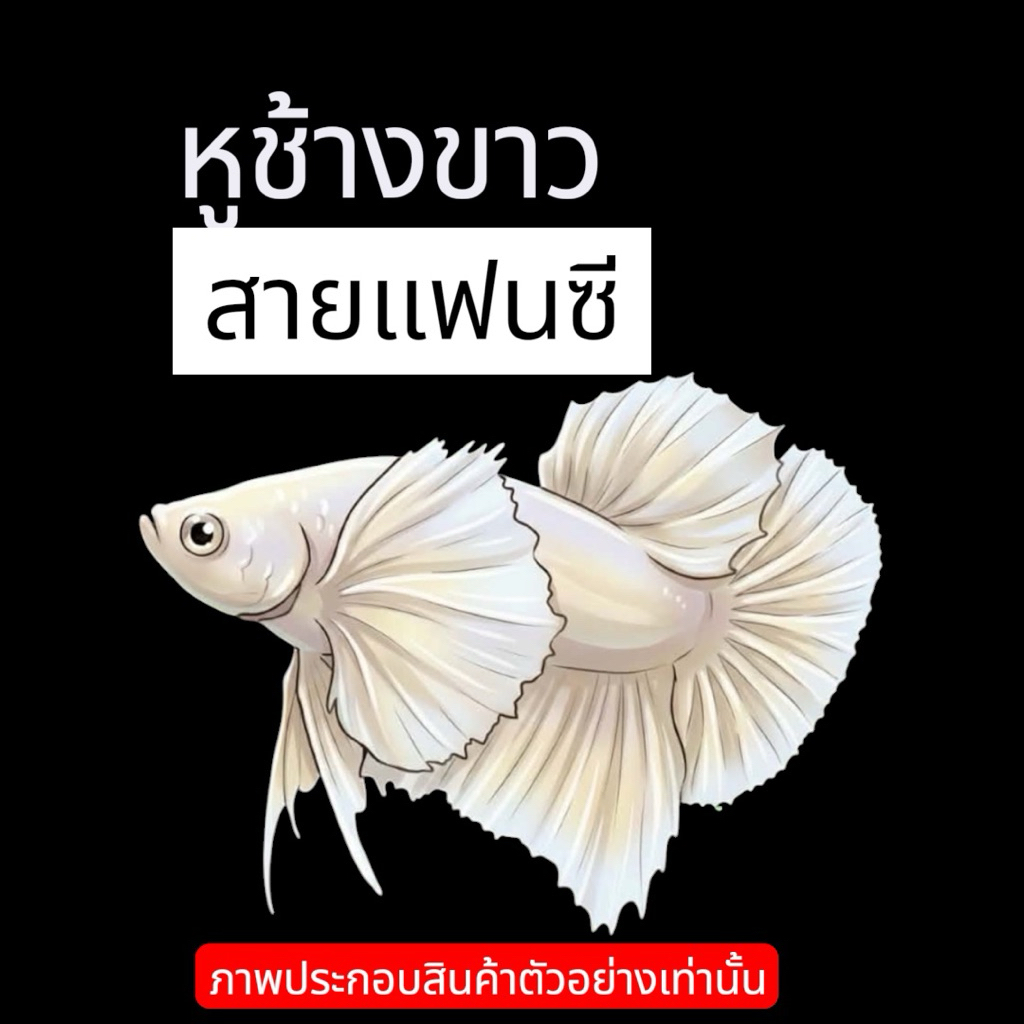 อุปกรณ์ตกแต่งตู้ปลาสำหรับปลากัด“หูช้างขาว“