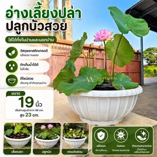 อ่างเลี้ยงปลา 19 นิ้ว อ่างบัว พลาสติกหนา ทนแดด ใช้เลี้ยงปลา/ปลูกบัว/แต่งสวน