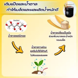 ชุดข้าวท้อง มหิงสา (เอ-คอมโบ + ซีพาส) บำรุงรวงข้าว เมล็ดเต่ง น้ำหนักดี ช่วยผสมเกสร ลดเมล็ดลีบ สำหรับนาข้าว 10-15 ไร่
