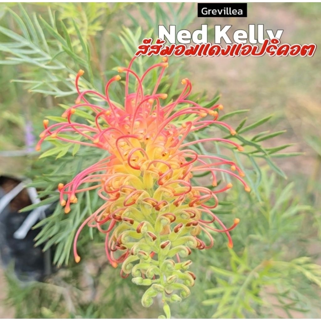 Newขายกิ่งพันธุ์ Grevillea Ned Kelly (สนเกรวิลเลีย เนด เคลลี่) ดอกส้มแดงแอปริคอต ออกดอกทั้งปี กิ่งทา