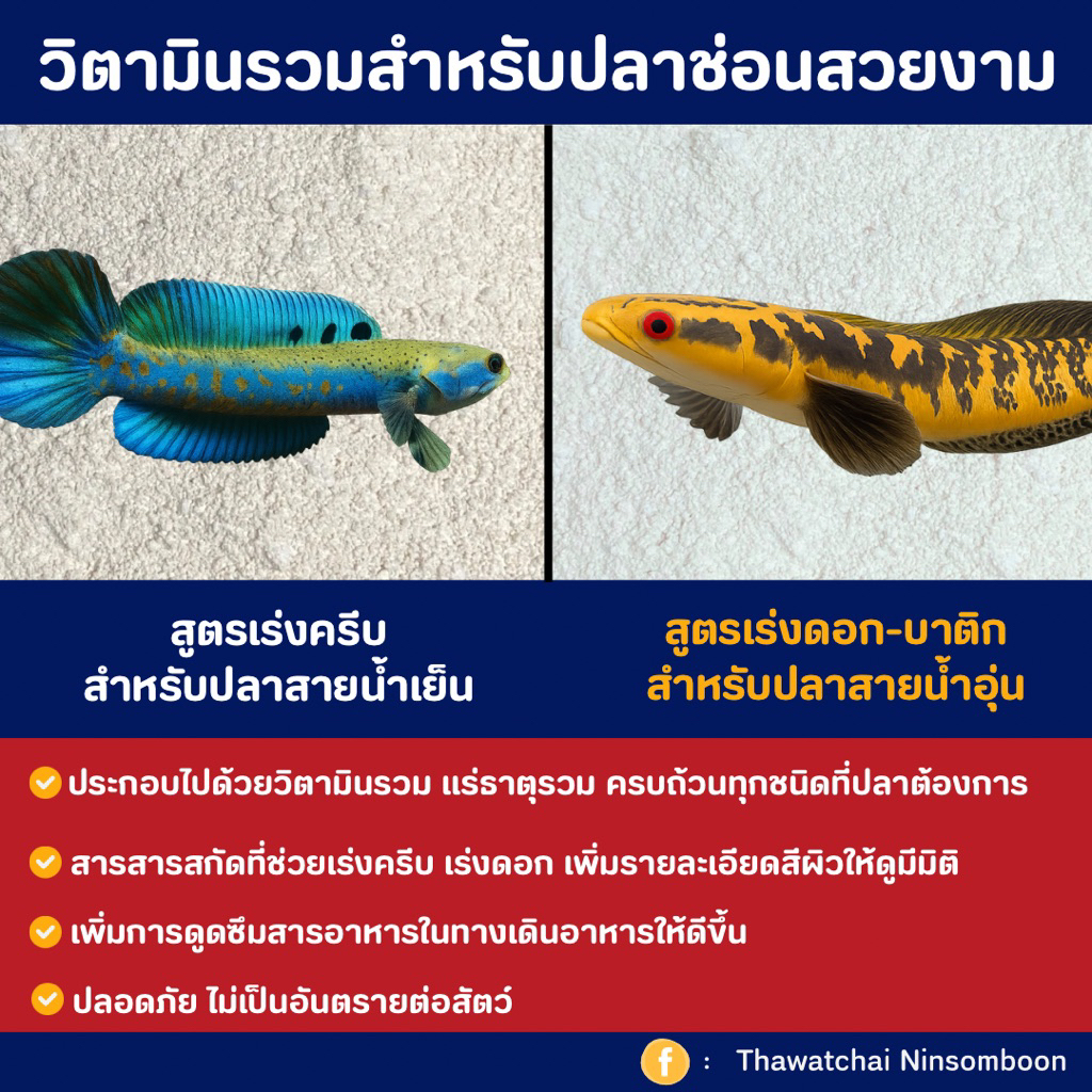 วิตามินพรีมิกซ์ สำหรับเร่งดอก-เร่งครีบปลาช่อนสวยงามโดยเฉพาะ