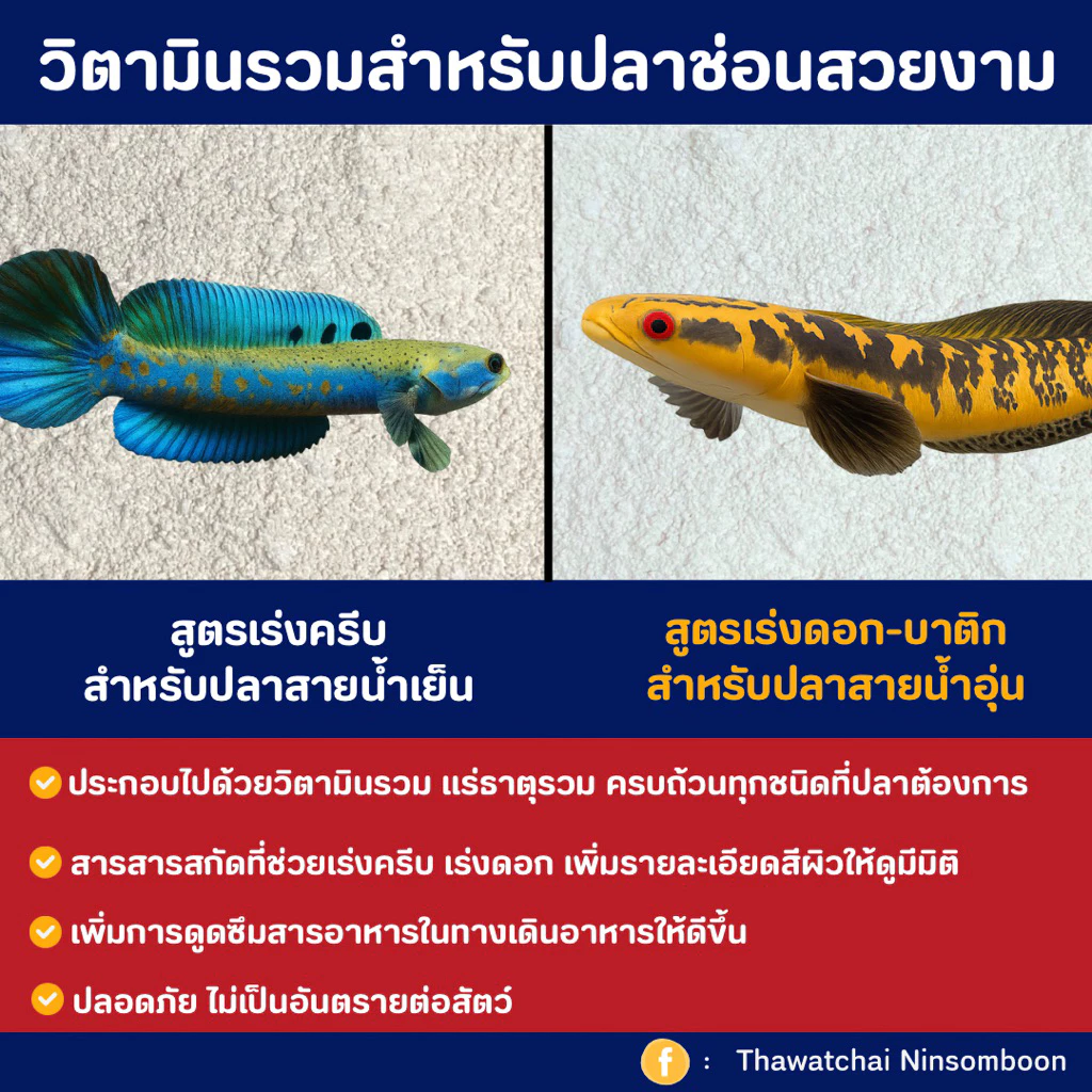 วิตามินพรีมิกซ์ สำหรับเร่งดอก-เร่งครีบปลาช่อนสวยงามโดยเฉพาะ