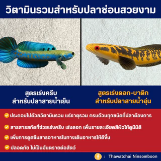 วิตามินพรีมิกซ์ สำหรับเร่งดอก-เร่งครีบปลาช่อนสวยงามโดยเฉพาะ