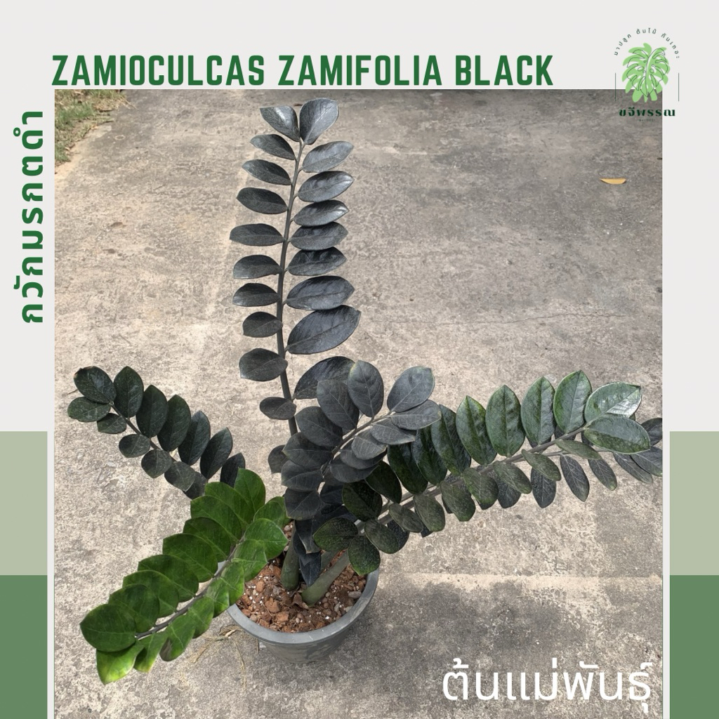 กวักมรกตดำ ไม้มงคลแห่งโชคลาภ Zamioculcas zamifolia black ฟอร์มกอ