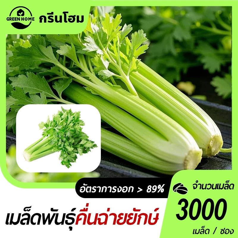 คื่นช่ายยักษ์🎯เมล็ดพันธุ์คื่นช่ายยักษ์3000 เมล็ด 🍀นำเข้าจากต่างประเทศ🌿ก้านอวบ🎈เนื้อหนา กรอบอร่อย