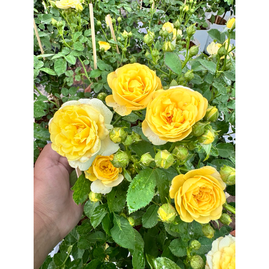 กุหลาบสายพันธุ์เลม่อน โกล์ด (lemon gold)หรือ เหลืองเฉลิมพระเกียรติ ให้ดอกช่อพวง สีเหลืองมะนาว ไม้พุ่มเตี้ย ดอกแน่น