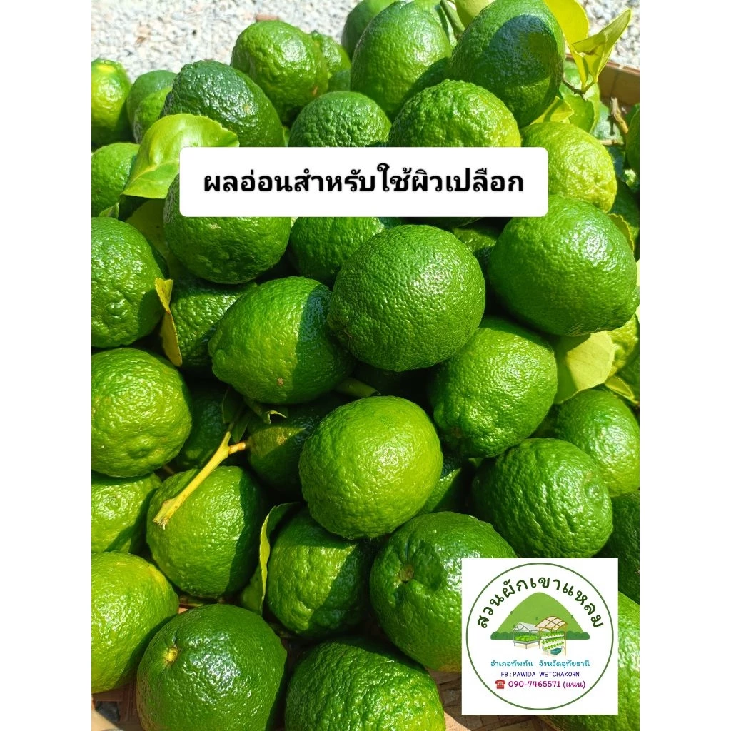 ผลส้มซ่าสดผลอ่อน สำหรับใช้ผิวเปลือก นน. 1 kg. (12-13 ลูก) ส่งจากอุทัยธานี