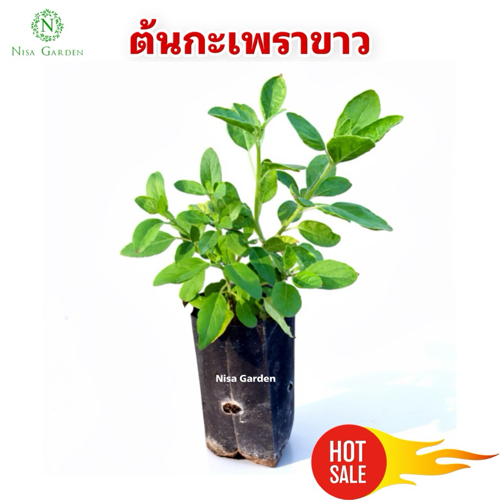 Nisa Garden ต้นกะเพราขาว รากเยอะ กลิ่นหอม พร้อมปลูก ถุงดำ 2 นิ้ว