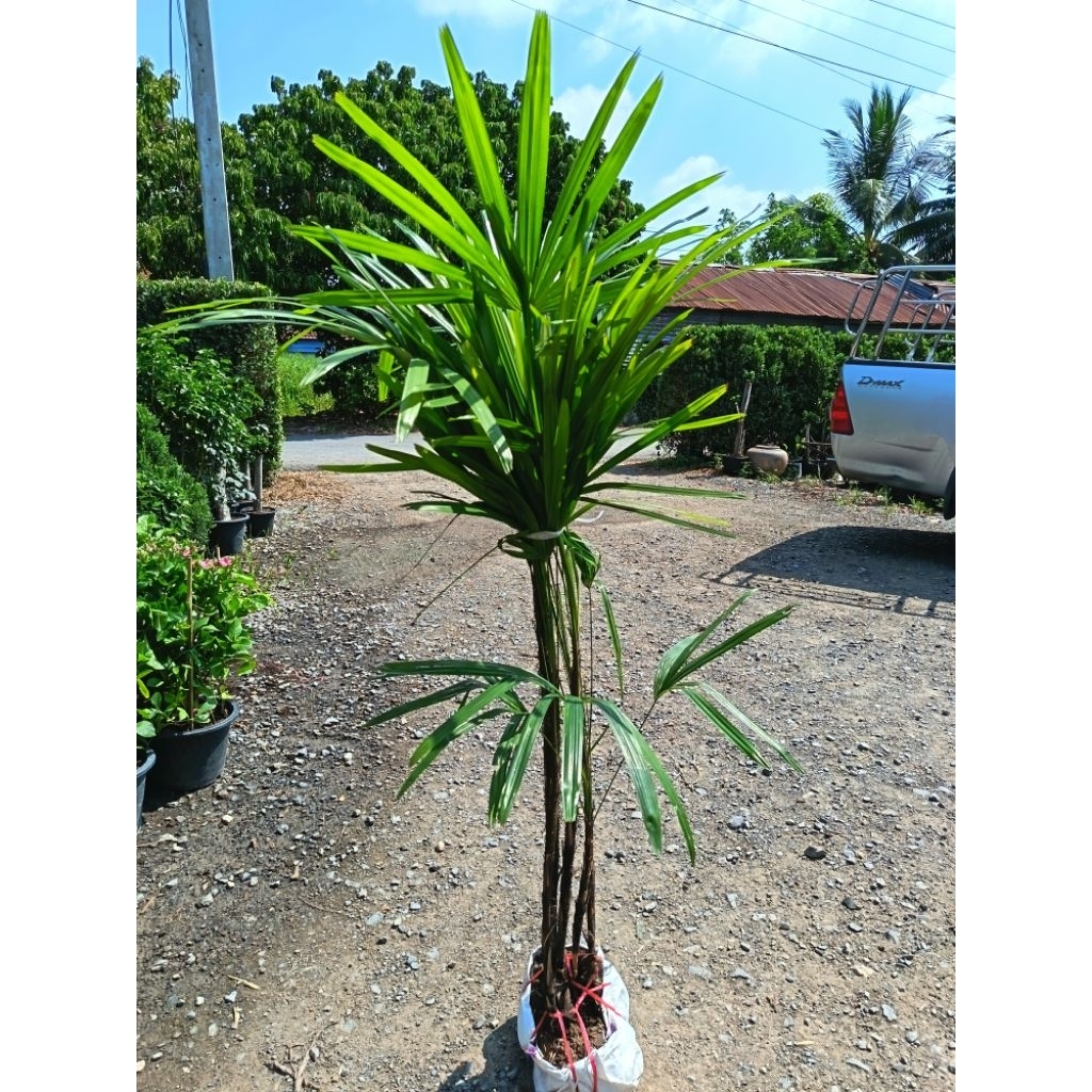 ต้นจั๋ง (Lady Palm) เป็นปาล์มพุ่มขนาดเล็กยอดนิยม ทนทาน ปลูกง่ายทั้งในร่มและกลางแจ้ง ช่วยฟอกอากาศและดูดซับสารพิษได้ดี