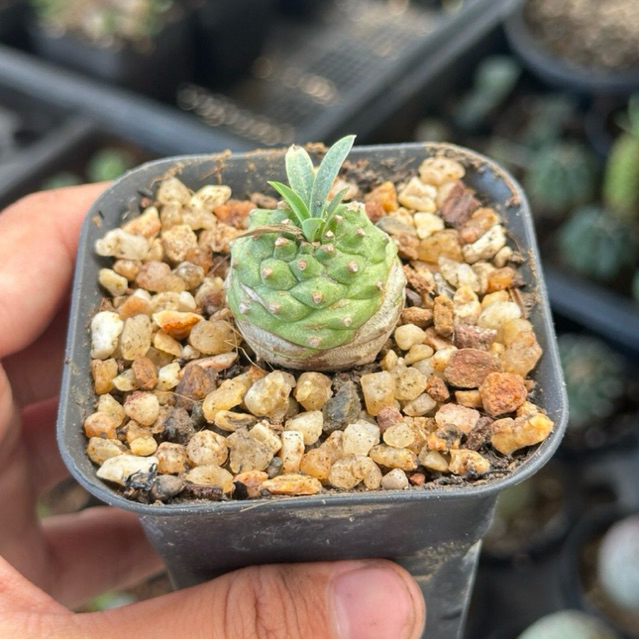 ‼️Rare item‼️(Euphorbia bupleurifolia x Euphorbia sotetsu kirin) สวนผสมเอง {ไม้เมล็ด} ขนาด 3 cm.