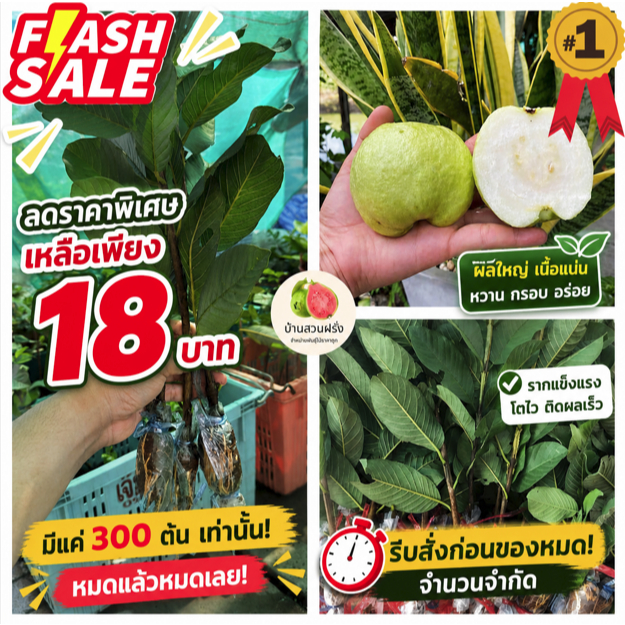 🍏ต้นฝรั่งกิมจูพันธ์ุแท้🔥10แถม1🔥สั่งขั้นต่ำ 5 ต้น🔥กดติดตามลดอีก 10 บาท🔥