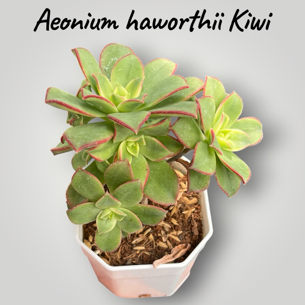 Aeonium haworthii Kiwi 3“ไม้อวบน้ำ กุหลาบหิน ขนาด 3 นิ้ว