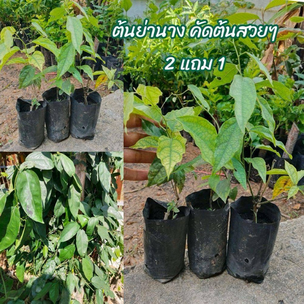 ต้นย่านาง 2แถม1 คัดต้นสวยๆ พร้อมส่ง