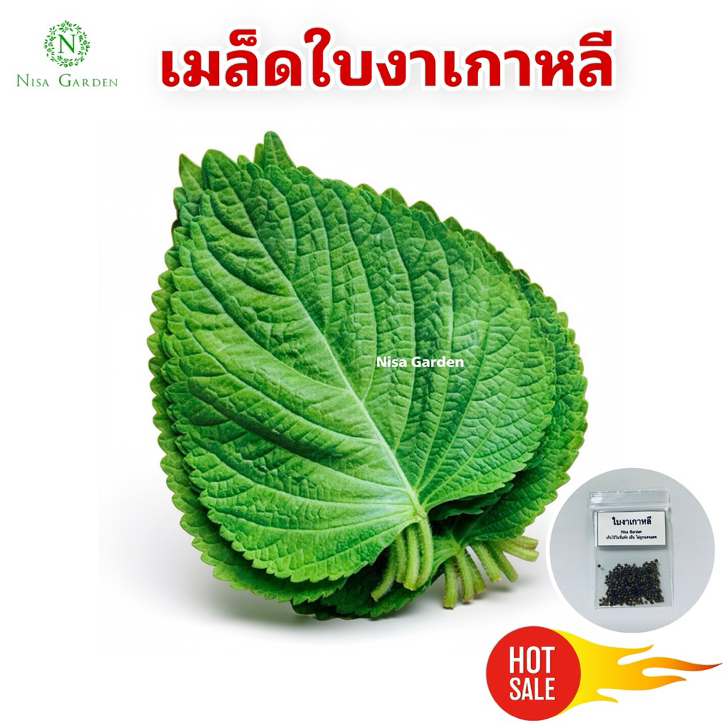 Nisa Garden เมล็ดพันธุ์ ใบงาเกาหลี ชิโสะ โอบะ ใบใหญ่ กลิ่นหอม 🔥ซื้อ 5 แถมฟรี 1 🔥