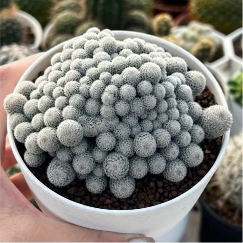 Mammilaria Microthele montrose: แมมนกฮูกมอนส์  แคคตัส กระบองเพขร
