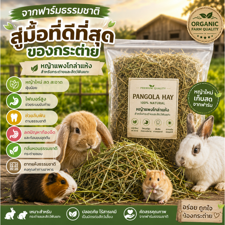 หญ้าแพงโกล่า ร่อนฝุ่น 500กรัม เกรดA หญ้ากระต่าย