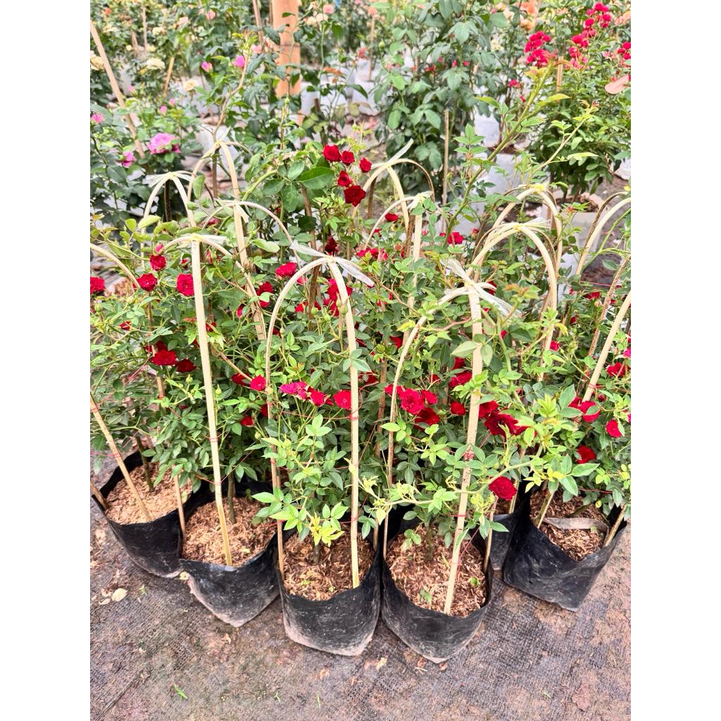 กุหลาบเลื้อย สีแดง สายพันธุ์ เรด คาสเคท (Red cascade) บานทน เลี้ยงง่าย ออกดอกเก่ง สีแดงช่อพวง