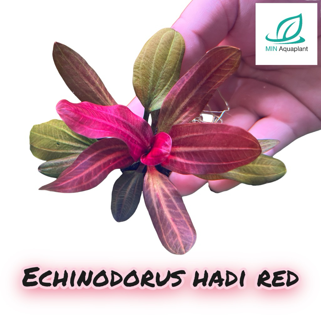 [MIN] hadi red สีแดงแบบสะใจต้นเตี้ยน่ารัก ไมน้ำ กลางตู้ สีแดงเข้มโตช้าปานกลาง
